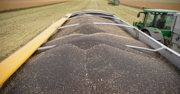 Ріпак: Україна може збільшити врожай на третину 1