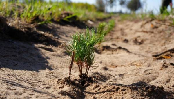 Відбудова лісів на Миколаївщині: зелене майбутнє регіону
