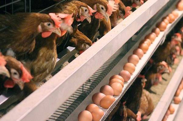 Бюджет, ВВП, допомога: економіка України 2026 8 Бюджет, ВВП, допомога: економіка України 2026 8