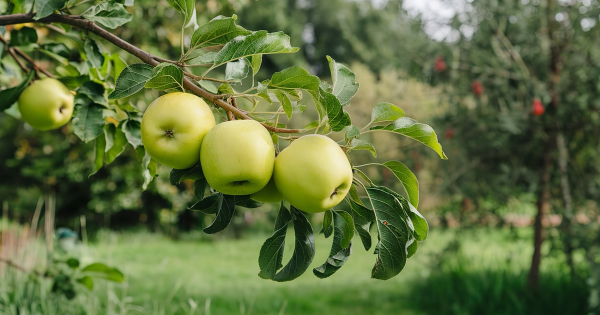 Кабмін: нові гранти для розвитку агробізнесу