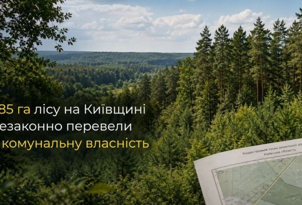 UA Finansy 47 Київщина: ліс у власність. Як інвестору оцінити ризики?