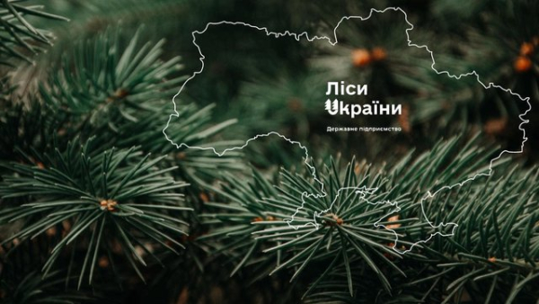 “Телент Едвайзорс” здобуває перемогу у тендері на відбір генерального директора ДП “Ліси України”