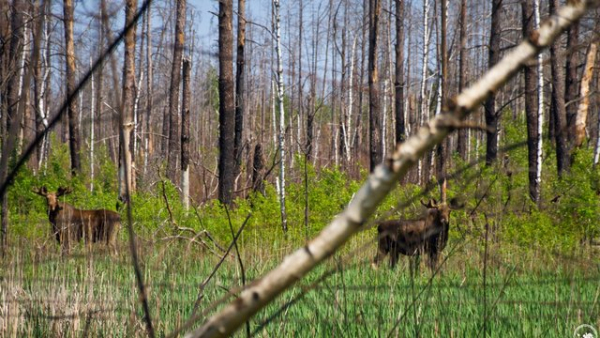 За оцінками Мінекономіки, збитки від несанкціонованого проїзду транспорту та джипінгу заповідними територіями у 2026 році сягнуть 1,4 мільйона гривень.