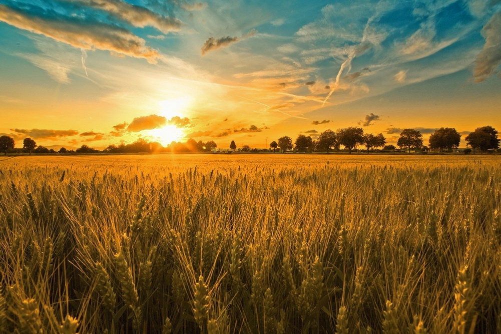Україна експортувала 20% зерна: втрати мільярдів 2 Україна експортувала 20% зерна: втрати мільярдів 2