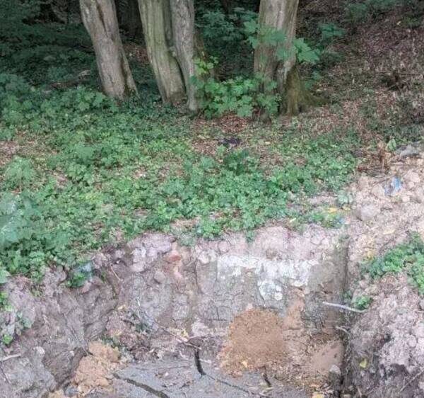 Львів: Забудовник зрубав 100 дерев у заповіднику