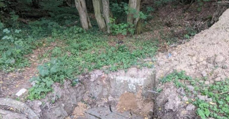 Львів: Забудовник зрубав 100 дерев у заповіднику 3 Львів: Забудовник зрубав 100 дерев у заповіднику 3