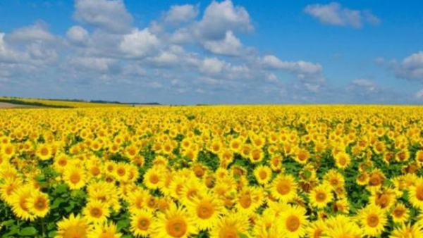 Вартість української пшениці за сім днів лишилася стабільною, соняшнику за тонну подешевшала на 110 доларів, а експорт ріпаку подорожчав на 5 доларів.
