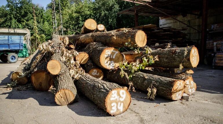 Зрізані дерева на Теремках: КМДА показує, куди вони підуть 2