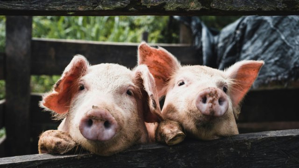 KSG Agro у першому півріччі 2026 року збільшила чистий прибуток у 6,7 раза, незважаючи на падіння виручки на 40%