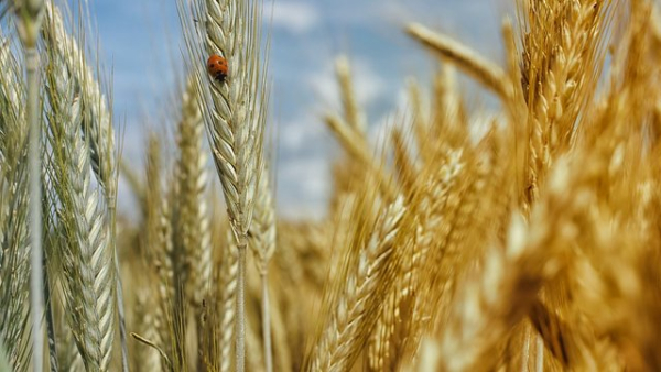 Міністерство аграрної політики планує надати фермерам з прифронтових районів до 10,46 тисяч гривень за гектар у 2027 році.