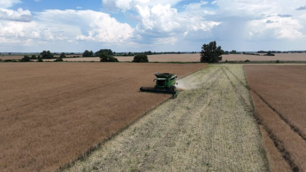 Міністерство сільського господарства США (USDA) збільшило прогноз врожаю зернових в Україні на 2026/27 маркетинговий рік на 3,7 мільйона тонн, проте зменшило очікування щодо експорту на 2,2 мільйона тонн.